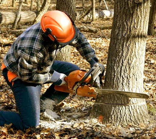Tree Removal in Fulks Run, VA